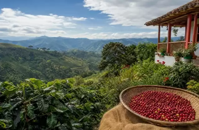 Región cafetera